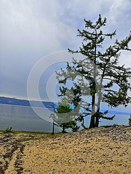 Pine on the lake at sunset