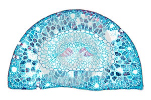 Pine leaf, cross section of a pine tree needle, 20X light micrograph