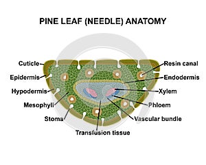 Pine leaf (needle) anatomy