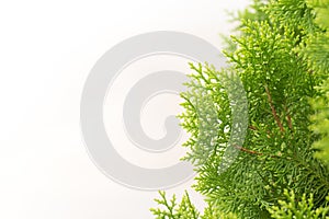 Pine leaves, Evergreen Thuja background, Winter tree and christmas tree background concept photo