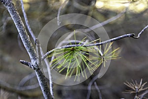 Pine  leaves in a forest