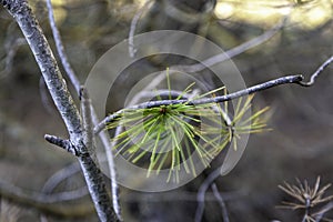 Pine  leaves in a forest photo