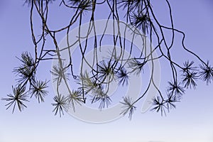 Pine leaves in a forest