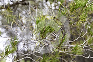 Pine  leaves in a forest photo