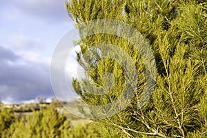 Pine  leaves in a forest photo