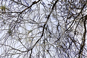 Pine leaves in a forest photo