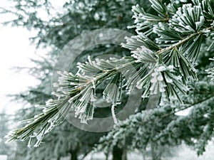 Pine leaves with frost