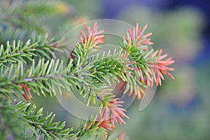 Pine leaves in the garden photo