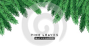 Pine leaves green color, isolated on whtie background, Eps 10 vector photo