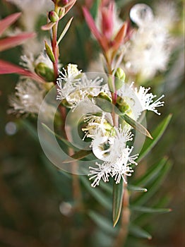 Pine leaves Melaleuca alternifolia ,tea tree, herb plant with soft focus in garden sweet pink blurred background