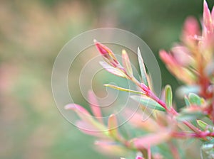 Pine leaves Melaleuca alternifolia ,tea tree, herb plant with soft focus in garden sweet pink blurred background ,pink background