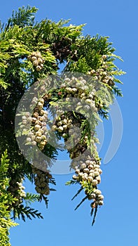 Pine With Leaves And Pods