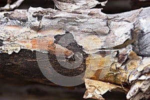 Pine log with bark in the wood close up.