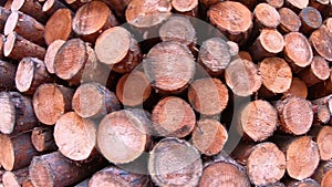 Pine logging, stove woods in stack closeup, woodwork industry