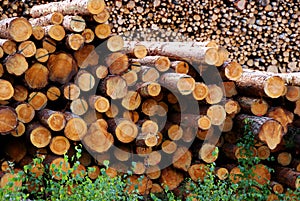 Pine Logs