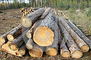 Pine logs