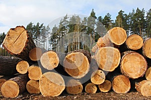 Pine logs