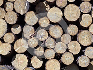 Pine logs