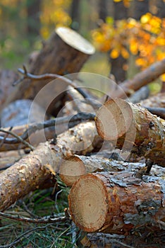 Pine logs