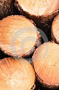 Pine logs