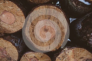 Pine logs background. Timber industry. Tree trunks texture and background for designers. Pine logs in winter forest.