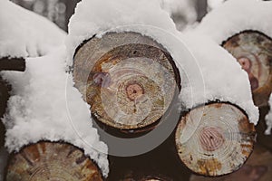 Pine logs background. Timber industry. Tree trunks texture and background for designers. Pine logs in winter forest.