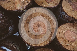 Pine logs background. Timber industry. Tree trunks texture and background for designers. Pine logs in winter forest.