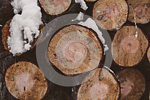 Pine logs background. Timber industry. Tree trunks texture and background for designers. Pine logs in winter forest.