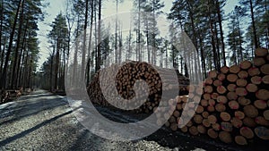 Pine logs forest boards lumberjack feller loggers work forest road