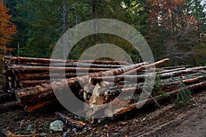 Pine logs in the forest, deforestation