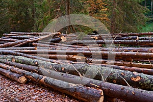 Pine logs in the forest, deforestation