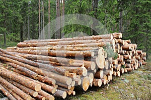 Pine Logs in Green Forest