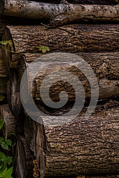 A pine logs lying on the ground in an alpine forest