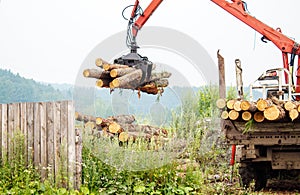 Pine logs ready for transportation