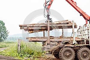 Pine logs ready for transportation