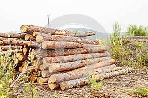 Pine logs ready for transportation