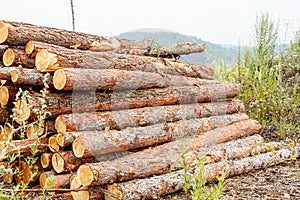 Pine logs ready for transportation