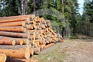 Pine Logs in Spring Forest photo