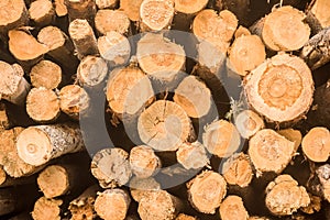 Pine Logs Stacked And Cut