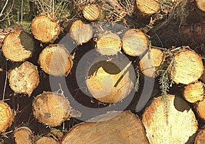 Pine Logs on Trunk Road Form Amber Abstract Patterns