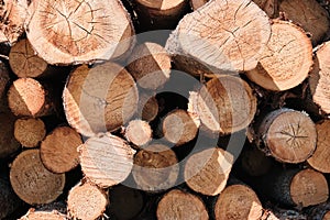 Pine logs. Wood processing industry. Environmental concerns. Sawed trees