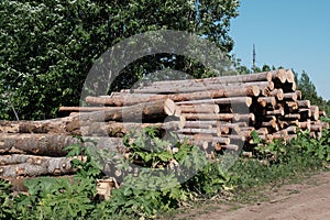 Pine logs. Wood processing industry. Environmental concerns. Sawed trees