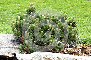 Pine low growing, evergreen pine