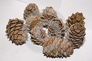 Pine lump full of nuts photographed on a white background.