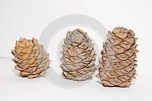 Pine lump full of nuts photographed on a white background.