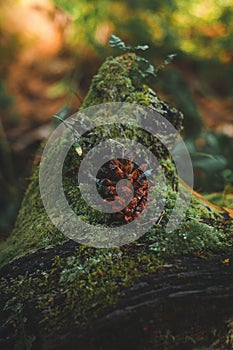 Pine lying on the tree trunk