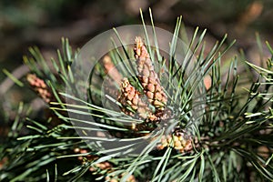 pine male flowers closeup selective focus