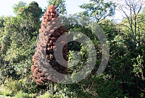 Pine marsh Taxodium distichum highlighted in native vegetation in the state of RS in Brazil