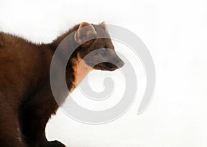 Pine marten