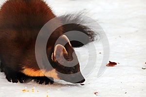 Pine marten